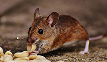 24 Hour & Emergency Exterminators in Havre De Grace, MD